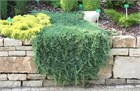 Мозжевельник Glauca 2865