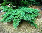 Мозжевельник казацкий Rockery Gem 2868