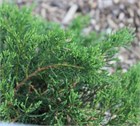 Мозжевельник казацкий Rockery Gem 2868