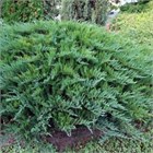 Мозжевельник казацкий Tamaricifolia 2869