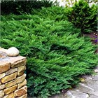 Мозжевельник казацкий Tamaricifolia 2869