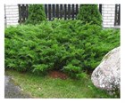 Мозжевельник казацкий Tamaricifolia 2869