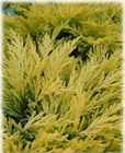Мозжевельник горизонтальный Lime Glow 2873