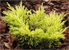 Мозжевельник горизонтальный Lime Glow 2873
