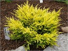 Мозжевельник горизонтальный Lime Glow 2873