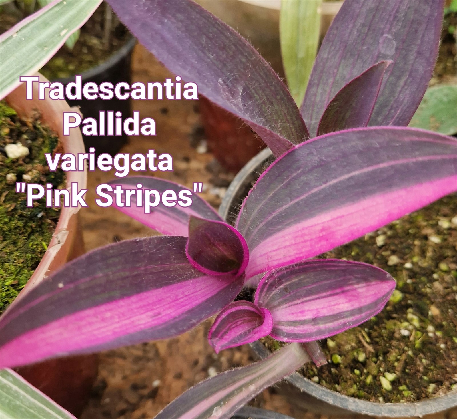 Иесі трахает секс құл