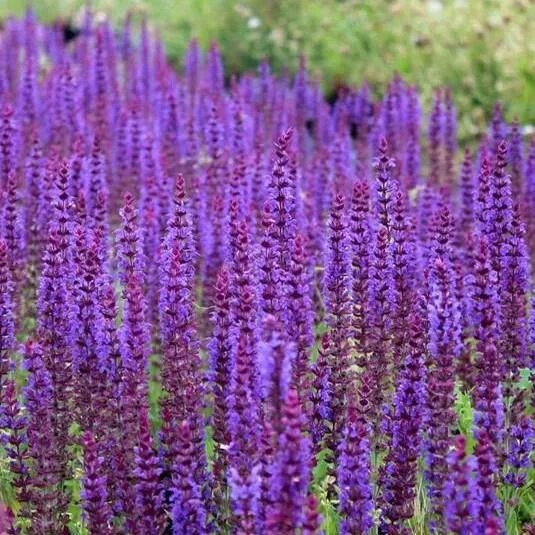 Шалфей сальвия purple beauty 1658 - фото 4510