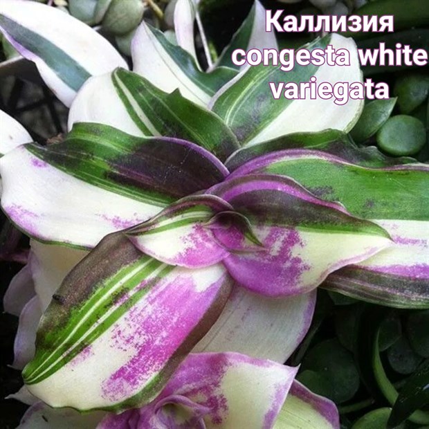 Каллизия congesta white variegata 1950 - фото 4964