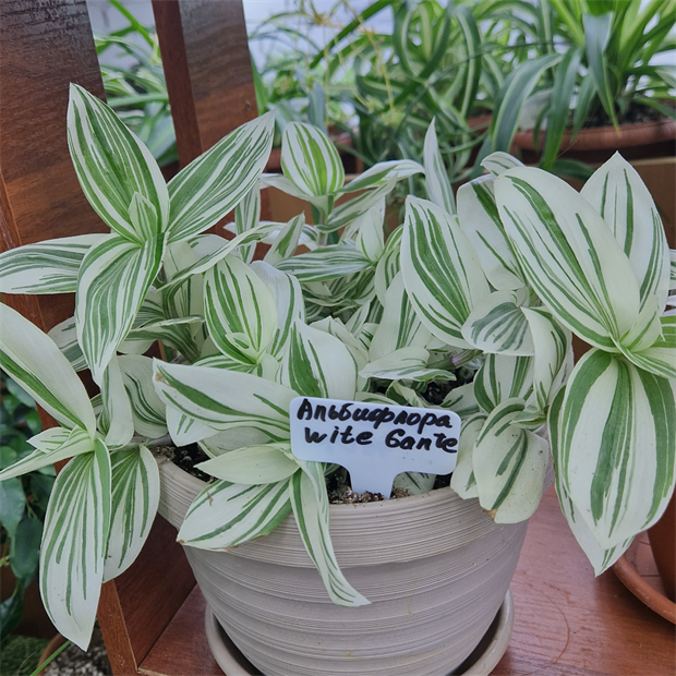 Традесканция albiflora white giant 1953 - фото 5628