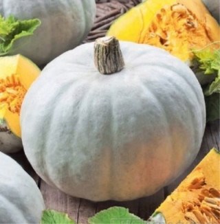 Тыква Волжская серая 2625