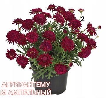 Агрирантемум ампельный 1764