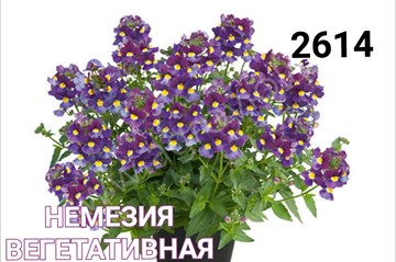 Немезия вегетативная 1767