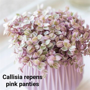 Каллизия repens pink panties 1809