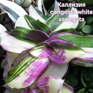 Каллизия congesta white variegata 1950