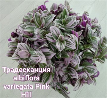 Традесканция albiflora variegata Pink Hill 1955