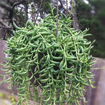 Крестовник банан Senecio radicans 1963