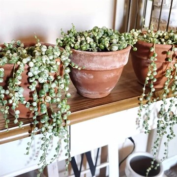 Крестовник роули вариегатный Senecio Rowleyanus Variegata 1965