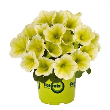 Potunia yellow 2094