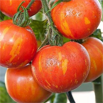 Непасынкущийся полосатый 2311 Непасынкущийся полосатый 2311