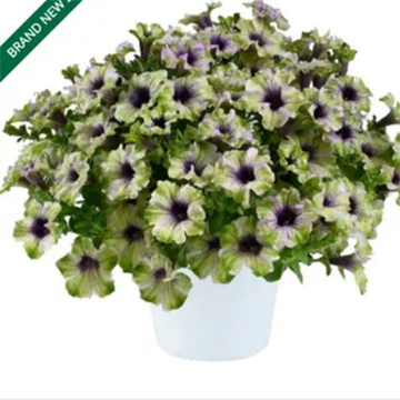 Петунья Amazonas plum cockato  НОВИНКА 25ГОДА 2431