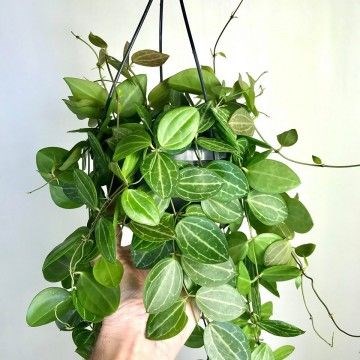 Дисхидия овата арбузная 2481