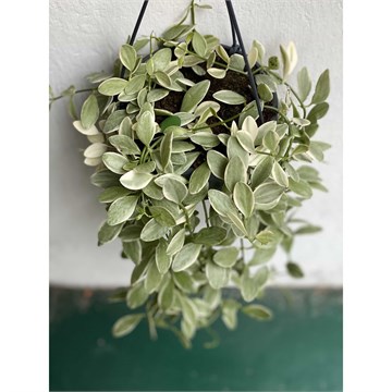 Дисхидия ioantha variegata 2482