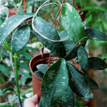 Хойя phuwuaensis 2483