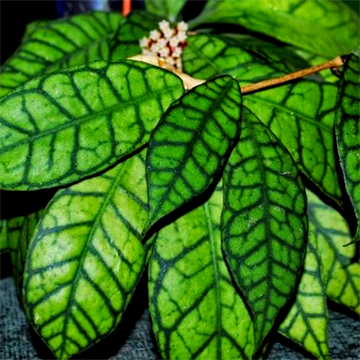 Хойя калистофилла 2484