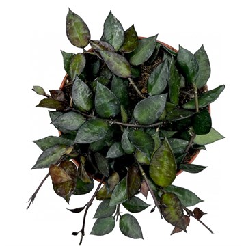 Хойя лакуноза блэк ливз black leaves 2485