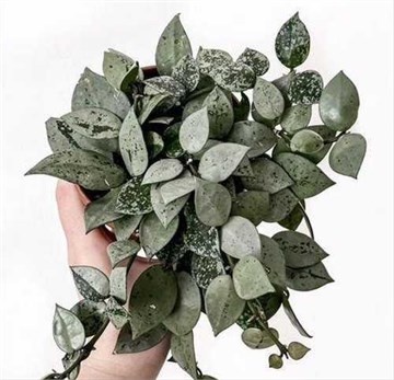 Хойя лакуноза эскимо сильвер 2486