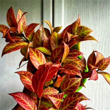 Хойя санрайз 2487