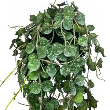 Хойя  куртиси 2488