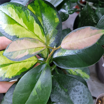 Хойя Аустралис Лиза 2489