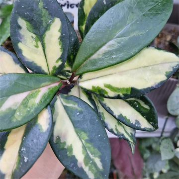 Хойя карноза триколор 2490