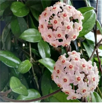 Хойя карноза 2491