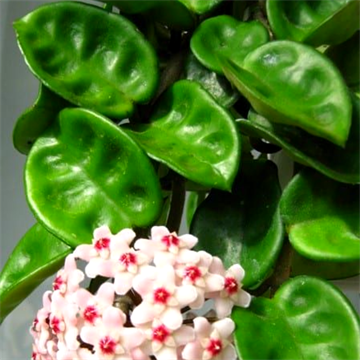 Хойя krinkle 2503