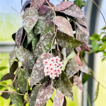 Хойя каудата суматра 2510