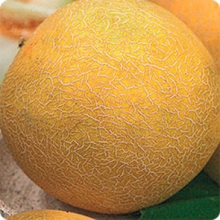 Дыня Лада 2635