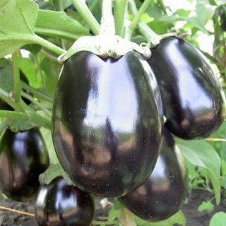 Баклажан Чёрный красавец 2638