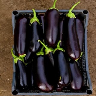 Баклажан Алмаз 2639