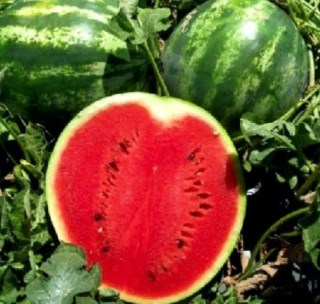 Арбуз Кримсон вондер 2643