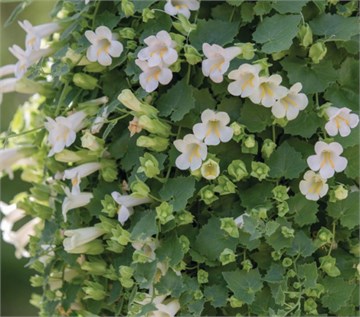 Лофос белый 2701