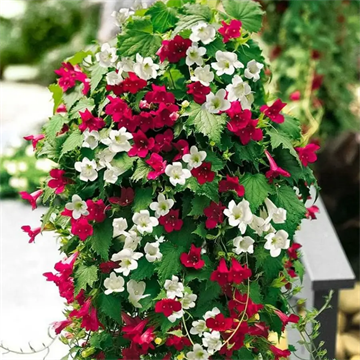 Лофос красны 2702