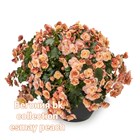 Бегония BK 1205  элатиор Esmay peach 1694 - фото 4568