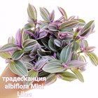 Традесканция albiflora Mini Lilac 1945 - фото 4956