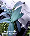 Традесканция pallida Blue Sue 1946 - фото 4958