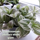 Традесканция albiflora white giant 1953 - фото 4968