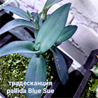 Традесканция pallida Blue Sue 1946 - фото 5620