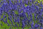 Лаванда голубая hitcot blue 2360 - фото 5822