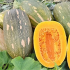 Тыква Витаминная инкрустированные семена 2624